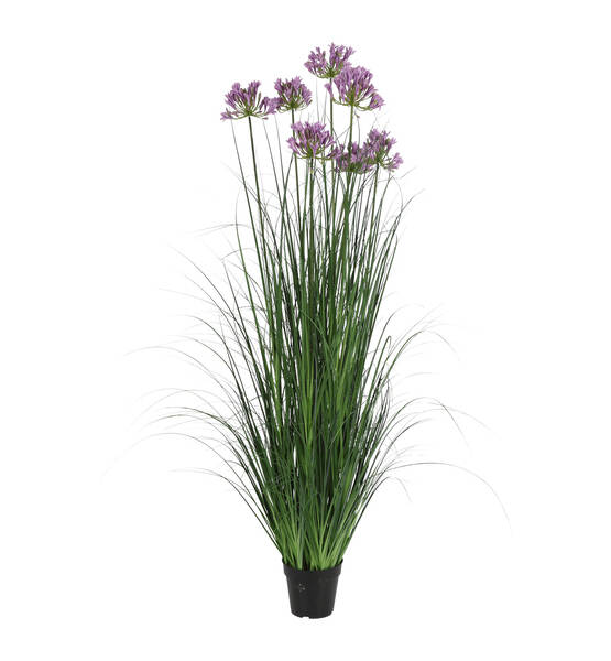 PIANTA AGAPANTHUS 7 L BLU H150 CM