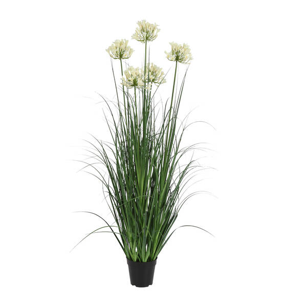 PIANTA AGAPANTHUS 5 M BIANCO H120 CM